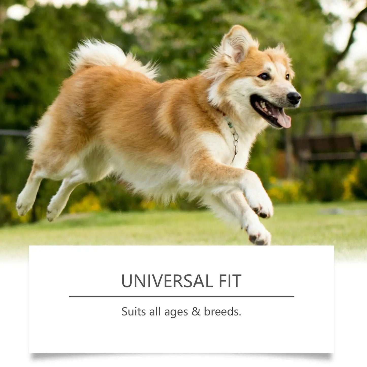 Pet Health Chews 200g Healthy Treats Natural Skin Care Digestive Care Dog Supplements for After Meal Seasonal Changes Food