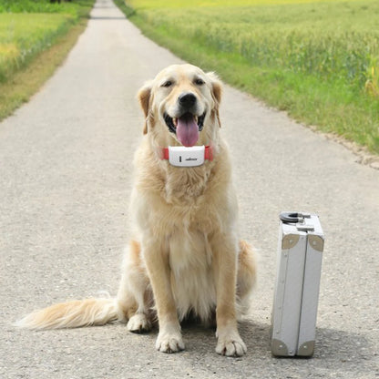 2G GSM GPS Tracker Pet TK909 GPS Locator TKSTAR Mini GPS Pets Tracker 2G GSM Best Dog GPS Tracker With Free APP Waterproof IP67